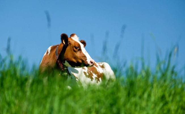 Ruskeavalkoinen lehmä nauttii kesästä laitumella maaten.