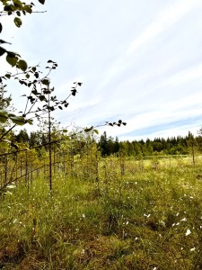 träsk och blommor