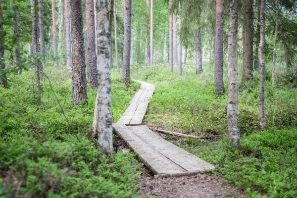 Naturstig i grön skog.